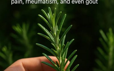 How to Welcome Rosemary