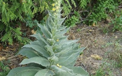 Stumble upon this plant and you’ve struck gold. Most folks walk right past it without a clue