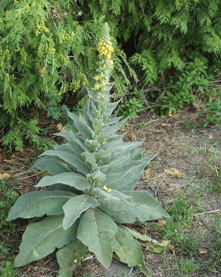 Stumble upon this plant and you’ve struck gold. Most folks walk right past it without a clue