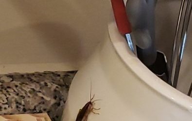 My 5-year-old found this in the kitchen; she was so scared. We’re not sure if it’s something bad. I found another one in our rice bag. What do you think?see more in the first comment ..
