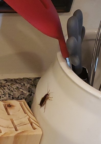 My 5-year-old found this in the kitchen; she was so scared. We’re not sure if it’s something bad. I found another one in our rice bag. What do you think?see more in the first comment ..