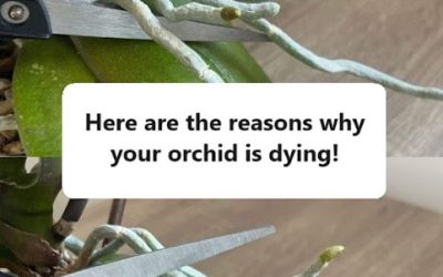 Here are the reasons why your orchid is dying!