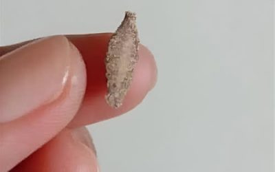 Hidden Hotspots: The Places This Insect Is Most Likely Lurking Indoors