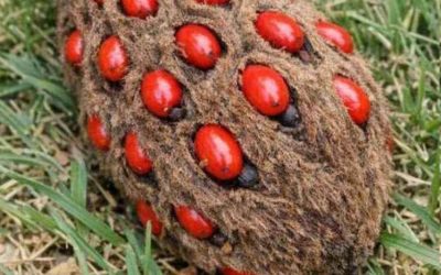 I found this strange, fluffy cone under a tree with bright red berries sticking out of it. It looks like a hand grenade or something alien. Does anyone know what it is?