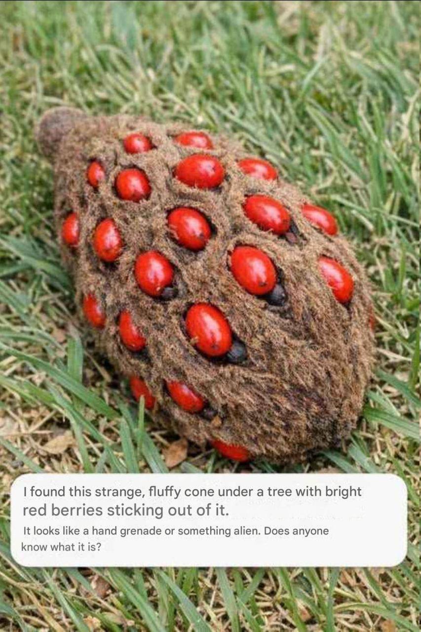 I found this strange, fluffy cone under a tree with bright red berries sticking out of it. It looks like a hand grenade or something alien. Does anyone know what it is?