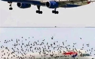 The Mind Blowing Reason This Terrified Pilot Burst Into Tears After An Emergency Landing Saved His Passengers From A Swarm Of Thousands Of Angry Birds –