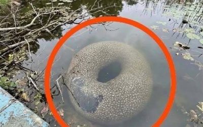Found in an artificial lake in the village. At first, when I saw it from far away, I got really scared. Then I walked closer and started examining it carefully, but with no success. I still can’t figure out what it is. Does anyone know?