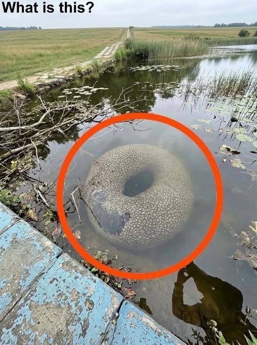 Found in an artificial lake in the village. At first, when I saw it from far away, I got really scared. Then I walked closer and started examining it carefully, but with no success. I still can’t figure out what it is. Does anyone know?