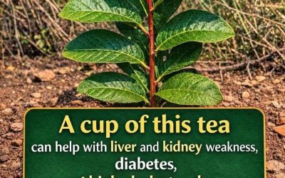 Benefits of guava leaves: what they are for and how to use them correctly