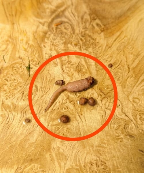 Something Unexpected Appeared in My Ground Beef While Cooking