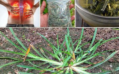30 Incredible Benefits of Goosegrass (Eleusine indica)