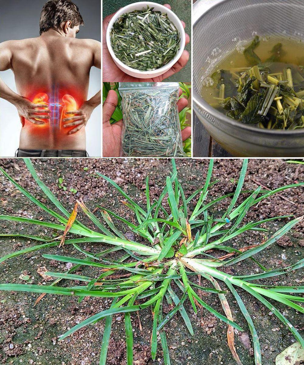 30 Incredible Benefits of Goosegrass (Eleusine indica)