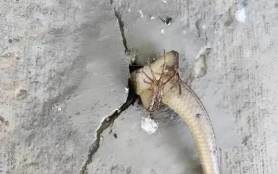 That morning, I went out onto the balcony and noticed something strange moving inside the wall. At that moment, I was overcome with pure terror, especially when I realized what it was 😢😲10 early signs of can.cer growth in the body Check 1st comment 👇