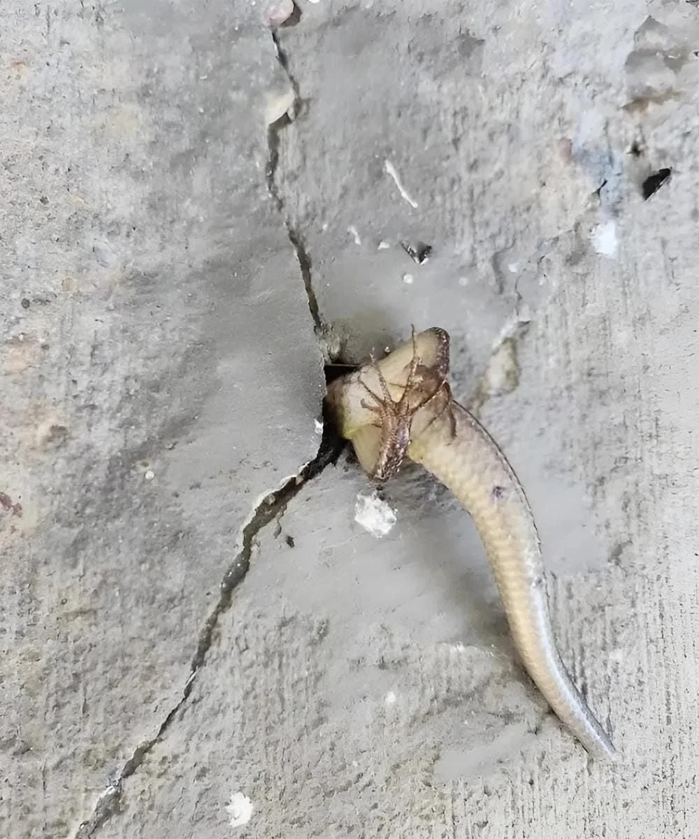 That morning, I went out onto the balcony and noticed something strange moving inside the wall. At that moment, I was overcome with pure terror, especially when I realized what it was 😢😲10 early signs of can.cer growth in the body Check 1st comment 👇