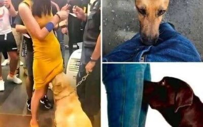 Dog Sniffing Behavior: Natural Instinct or Something More?