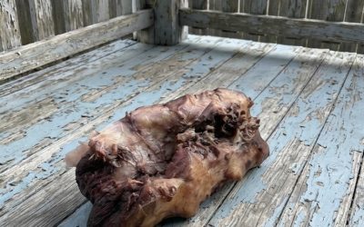 This morning, I stepped out onto my porch to enjoy a cup of coffee and discovered this on the ground.