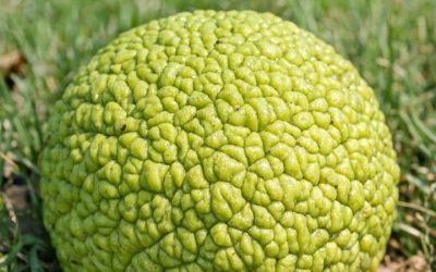 Stumbled upon this weird, bumpy green ball under the trees. It looks like a brain and is sticky to touch. What is it?