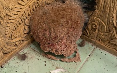 We Returned From Vacation and Discovered an Unexpected Surprise in Our Bathroom