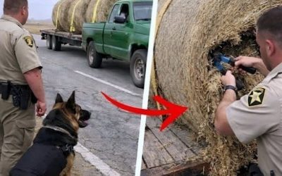 K9 Kept Barking at Hay Bales on Highway, Deputy Cut It Open and Turned Pale…//…
