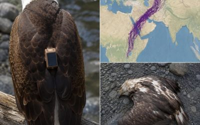 Scientists Tracked an Eagle for 20 Years—What They Learned