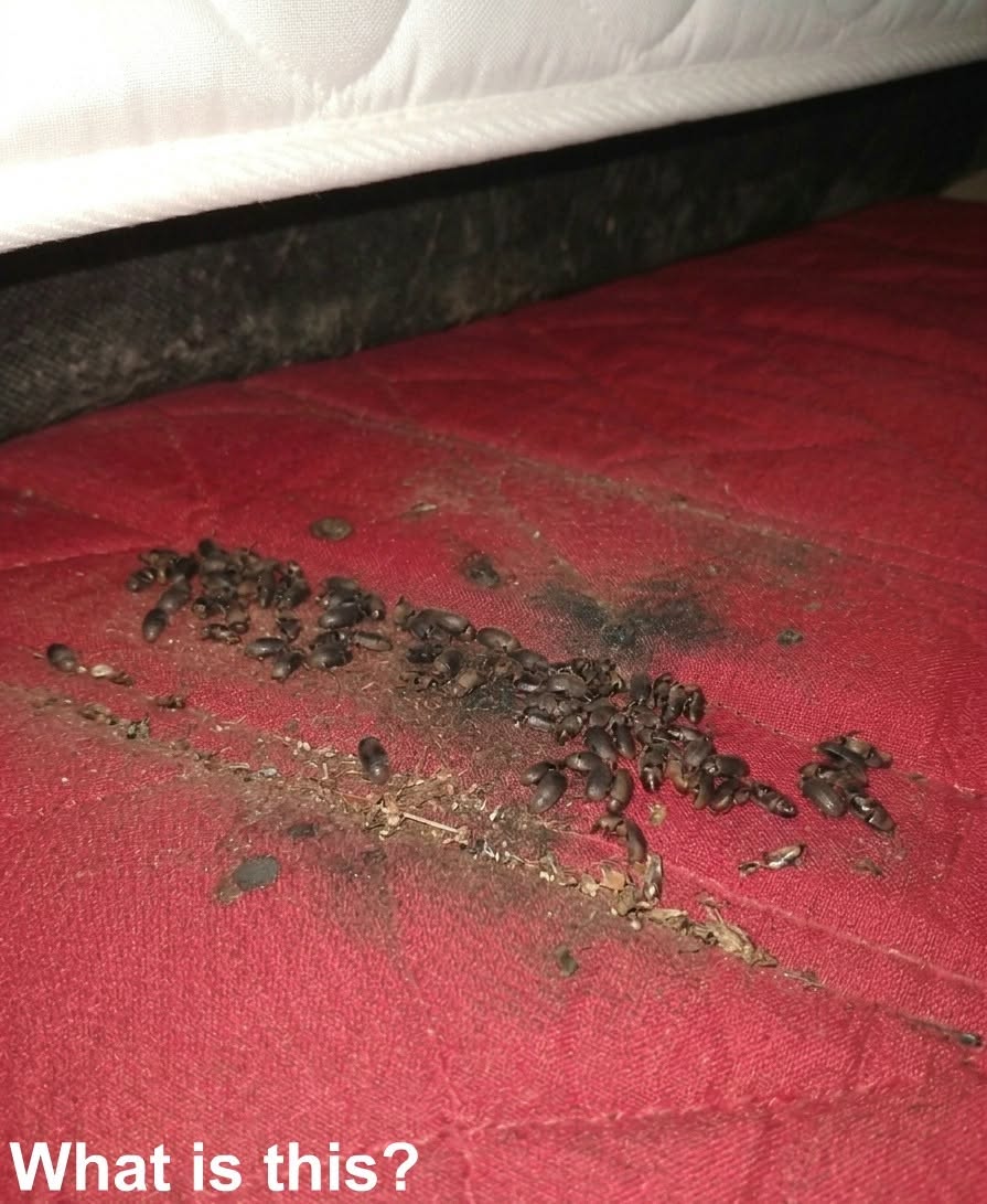 It was evening. I came home tired and lay down on my bed. A moment later, I heard a strange noise coming from underneath the mattress. When I lifted the mattress, I discovered this underneath it. Honestly, I froze in place. Then, once the fear passed, I started examining it carefully, trying to figure out what it was. Does anyone know? Check the first comment for the answer 👇