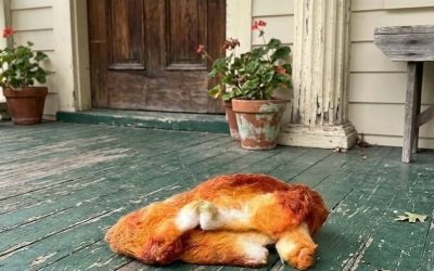 This morning, I stepped out onto the porch to get some fresh air and discovered this. Honestly, at first, I was really scared.