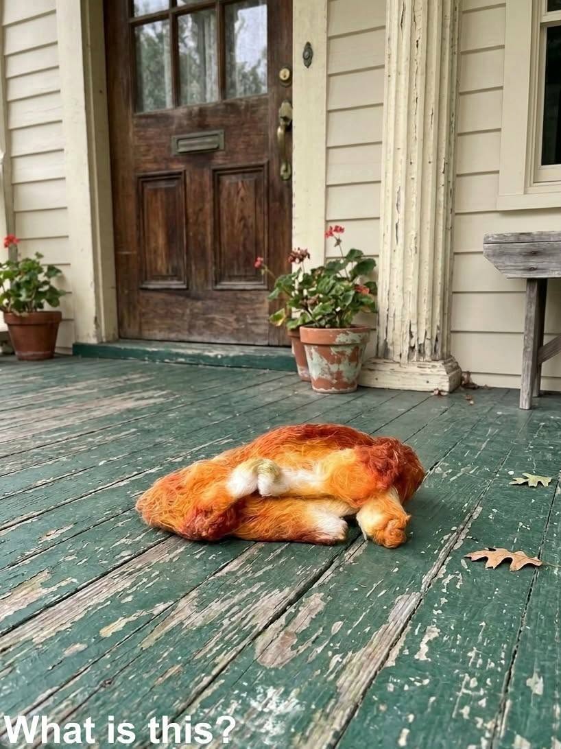 This morning, I stepped out onto the porch to get some fresh air and discovered this. Honestly, at first, I was really scared.
