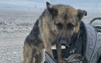 A Stray Dog Was Found Sitting Guard Beside an Abandoned Baby Stroller on an Empty Road — He Wouldn’t Let Anyone Near at First.