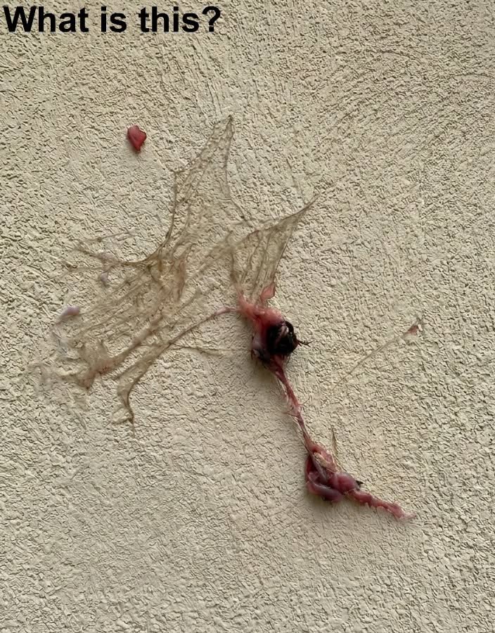 I went to the garage to get some tools and found this on the wall.