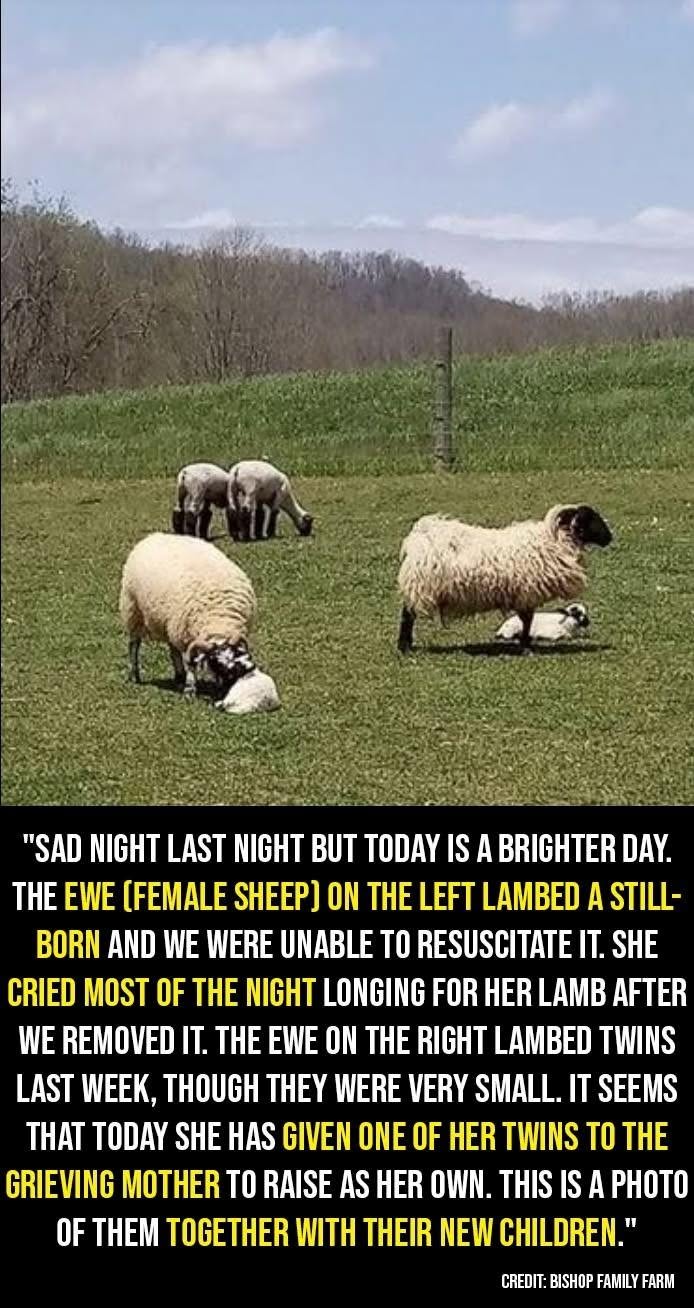 “Sad night last night but today is a brighter day. The ewe (female sheep) on the left lambed a stillborn and we were unable to resuscitate it. She cried most of the night longing for her lamb after we removed it. The ewe on the right lambed twins last week, though they were very small. It seems that today she has given one of her twins to the grieving mother to raise as her own. This is a photo of them together with their new children.” Credit: Bishop Family Farm