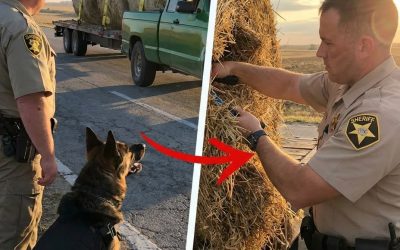 Police Dog’s Persistent Barking Uncovers Unexpected Find