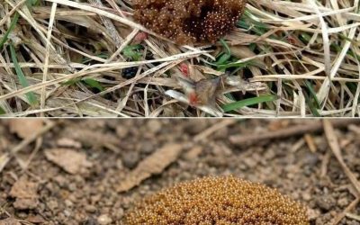If You See These Tiny Eggs In Your Backyard, Don’t Touch Them: A Complete Guide to Identifying and Managing Tick Eggs