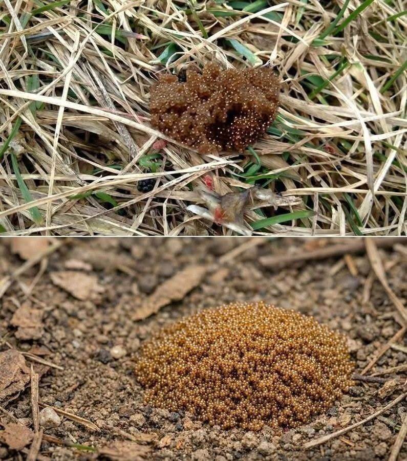 If You See These Tiny Eggs In Your Backyard, Don’t Touch Them: A Complete Guide to Identifying and Managing Tick Eggs