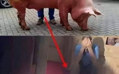 The pregnant sow went into labor with a high fever, and they feared she might not survive.