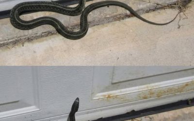 What a Snake in Your Dream—or in Your Home—May Symbolize and What It Could Mean