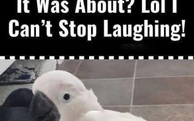 (VIDEO) Cockatoo Snitches on the Cat—What Happens Next Will Have You Crying with Laughter!