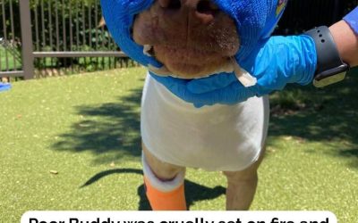 From Hell on Earth to Heartwarming Hero: The Miraculous Survival of the Dog Set Ablaze
