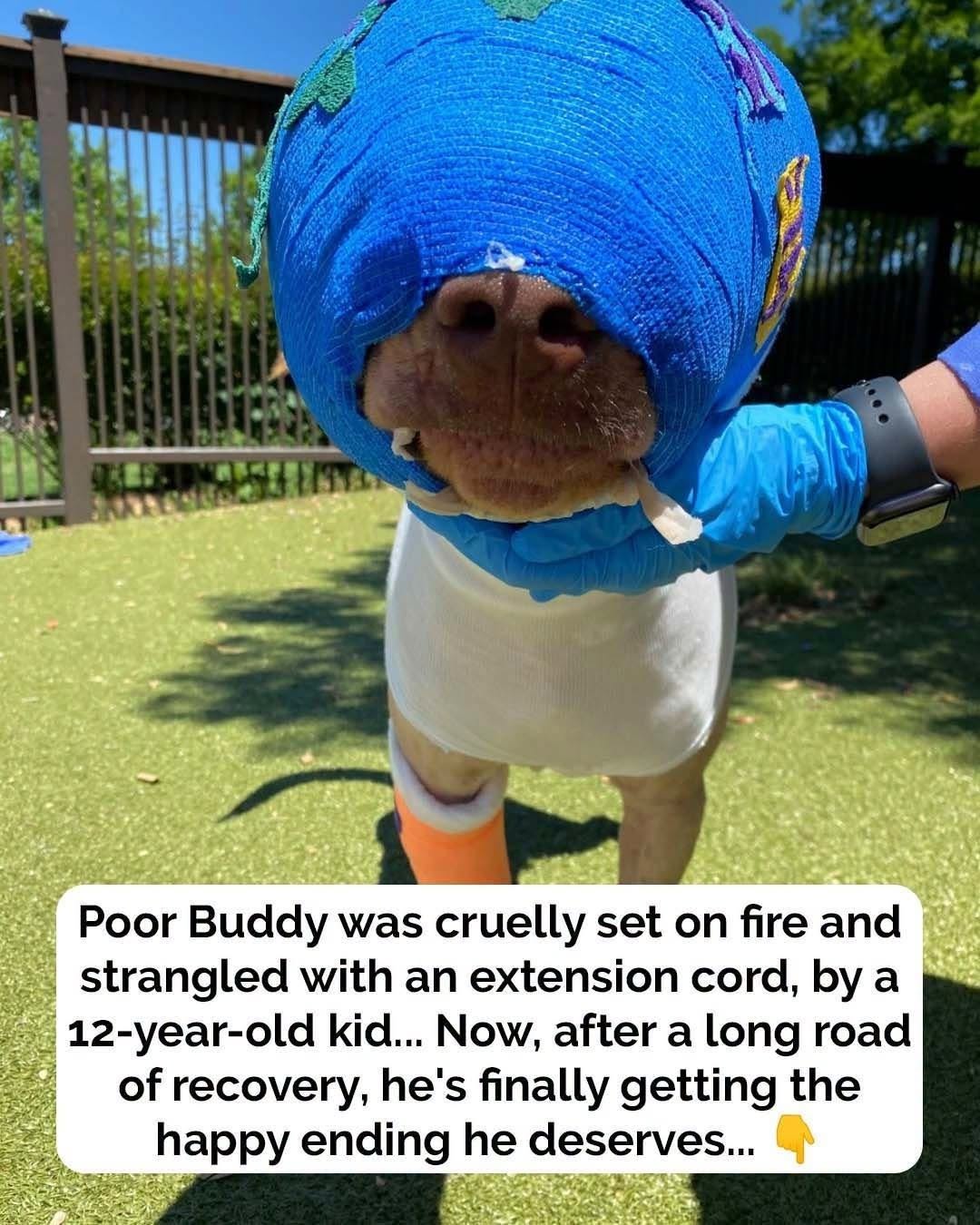 From Hell on Earth to Heartwarming Hero: The Miraculous Survival of the Dog Set Ablaze
