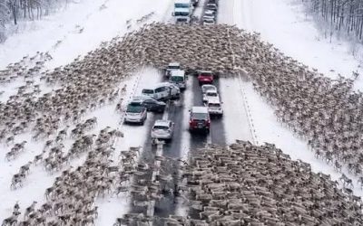 On the highway, drivers became witnesses to a Christmas miracle: thousands of reindeer ran onto the road, instantly creating a massive traffic jam: But when it became clear where the reindeer were running and what they were fleeing from, people were left in complete shock