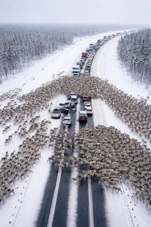 On the highway, drivers became witnesses to a Christmas miracle: thousands of reindeer ran onto the road, instantly creating a massive traffic jam: But when it became clear where the reindeer were running and what they were fleeing from, people were left in complete shock