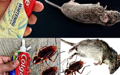 Stop Spending Money on Expensive Pest Products