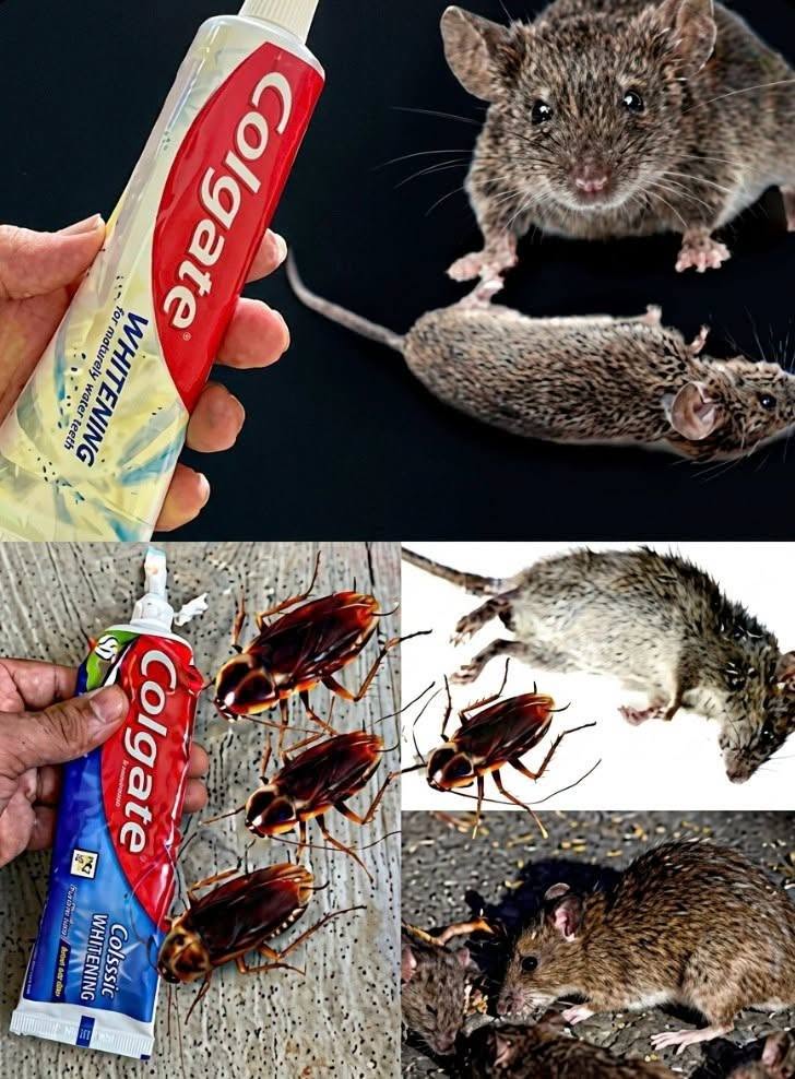 Stop Spending Money on Expensive Pest Products