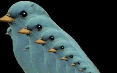 How n’y birds are there in this picture