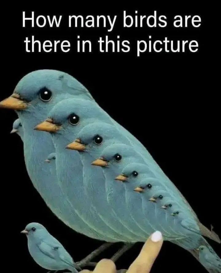 How n’y birds are there in this picture