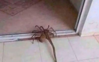 Normally I’m pretty good about our local spiders but this one has me stumped. This is the third one I’ve found in my house this summer.