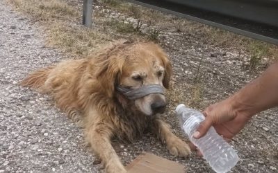 The golden retriever lying by the side of the highway wasn’t guarding a lost wallet. He was waiting beside the last thing his owner had left behind… – usnews
