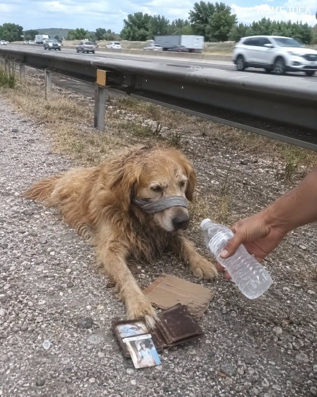 The golden retriever lying by the side of the highway wasn’t guarding a lost wallet. He was waiting beside the last thing his owner had left behind… – usnews
