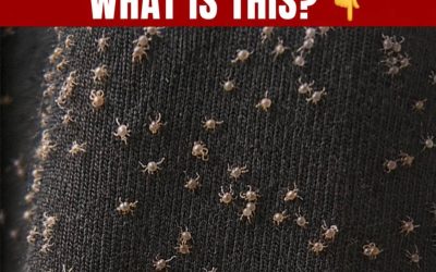 These Tiny Things Covered My Pant Leg After a Walk … I Had No Idea What They Were