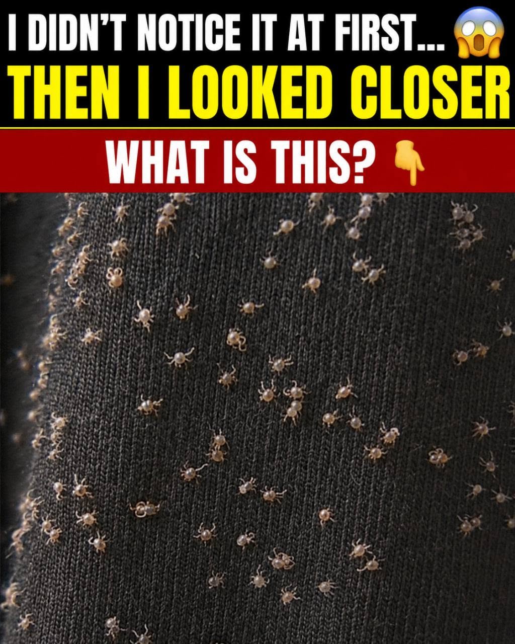 These Tiny Things Covered My Pant Leg After a Walk … I Had No Idea What They Were