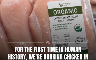 What They’re Not Telling You About Organic Chicken (And Why It’s Worth Looking Beyond the Label)